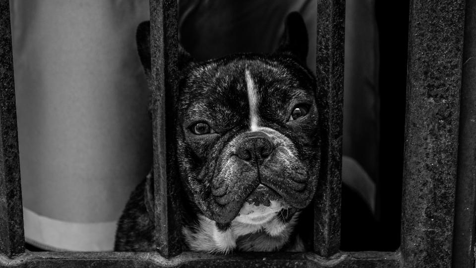 black and white dog pet pug animal grill cage monochrome