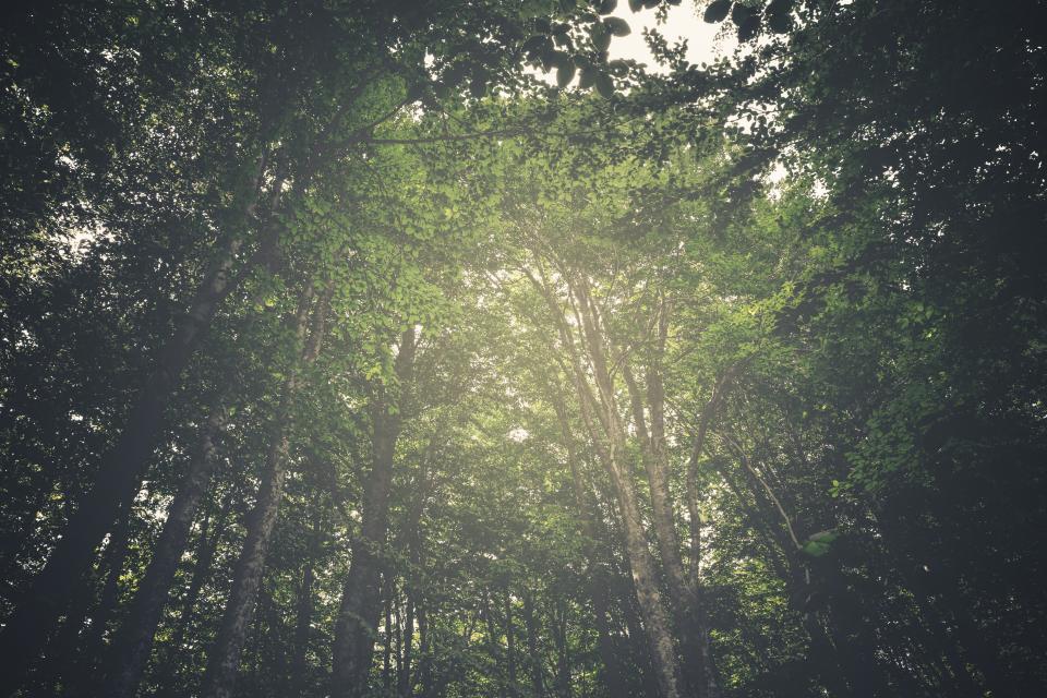 trees forest woods nature