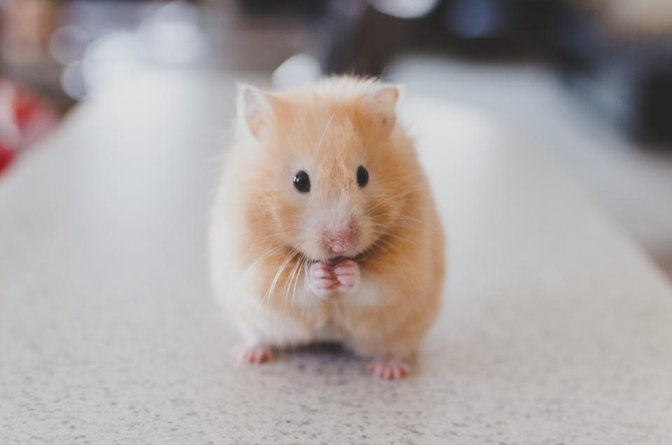 cute hamster jobs malaysia offer letter