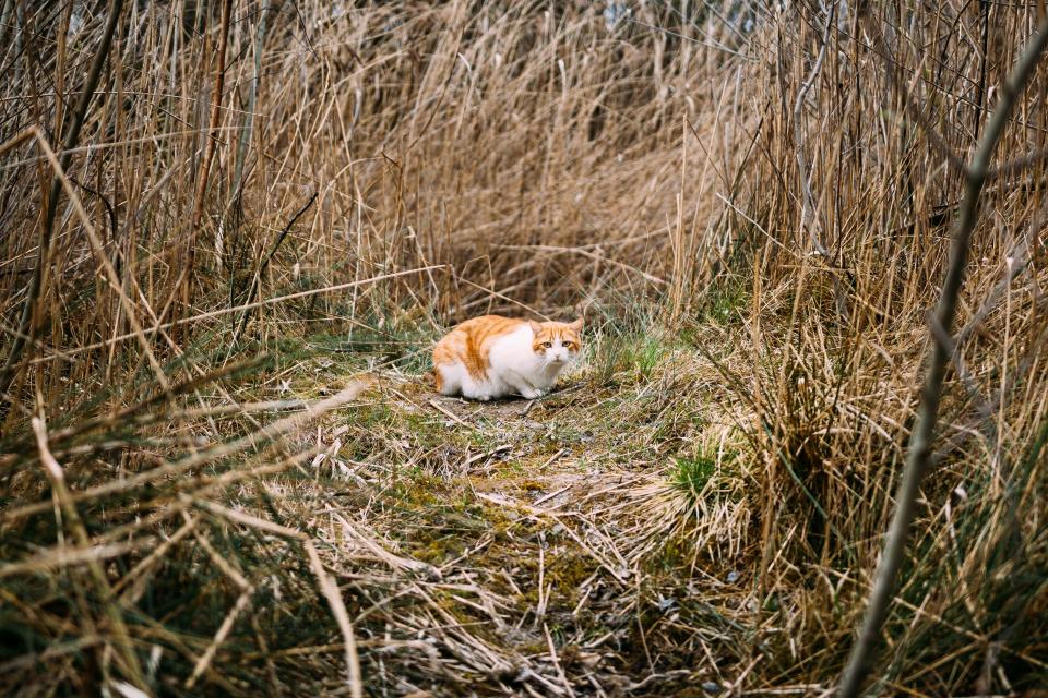 cat, animal, kitten, eyes, whiskers, field, grass, nature