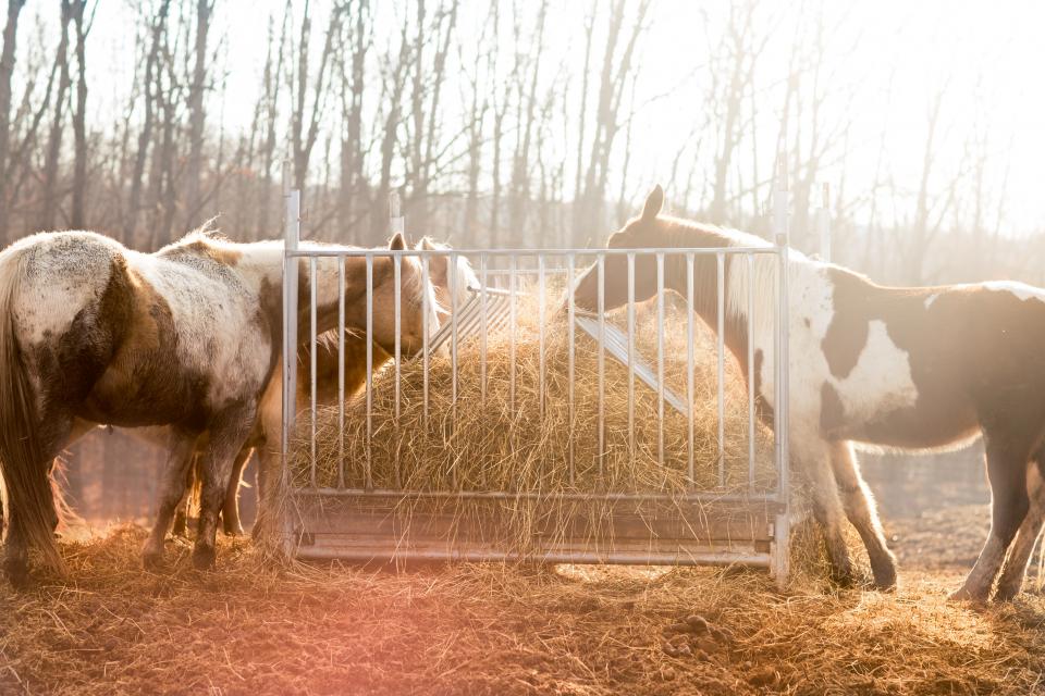 horse, farm, animal, eating, grass, tree, livestock