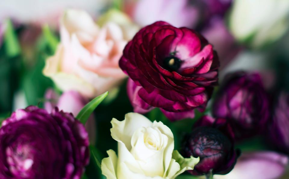 violet, purple, flower, petal, bloom, nature, plant, garden, green ...
