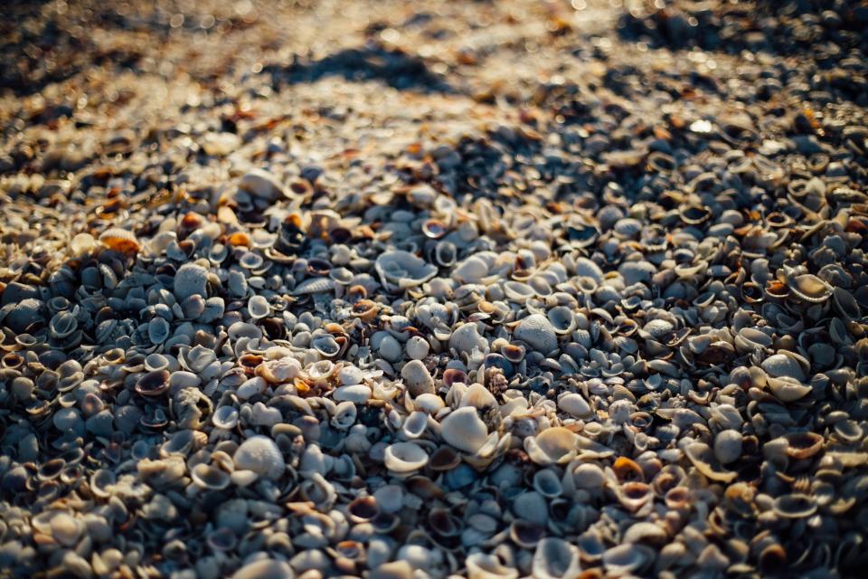 sea shells beach sand rocks pebble sunshine summer shore