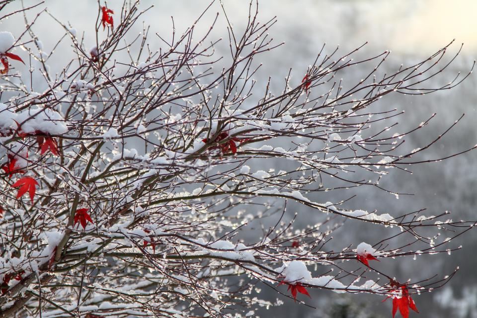 snow, winter, white, cold, weather, ice, trees, plants, nature, holiday, christmas, wood