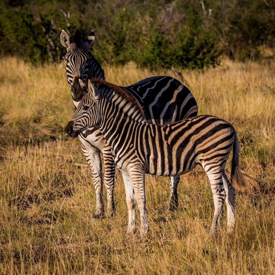 zebra, animal, wildlife, nature, outdoor, green, grass, field - Stock ...