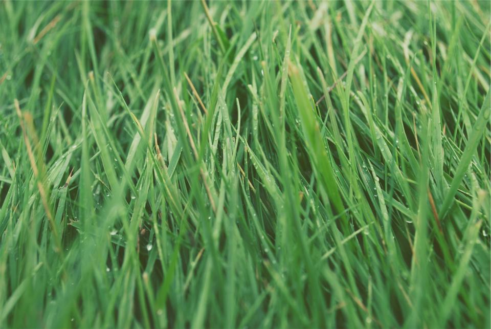 green grass