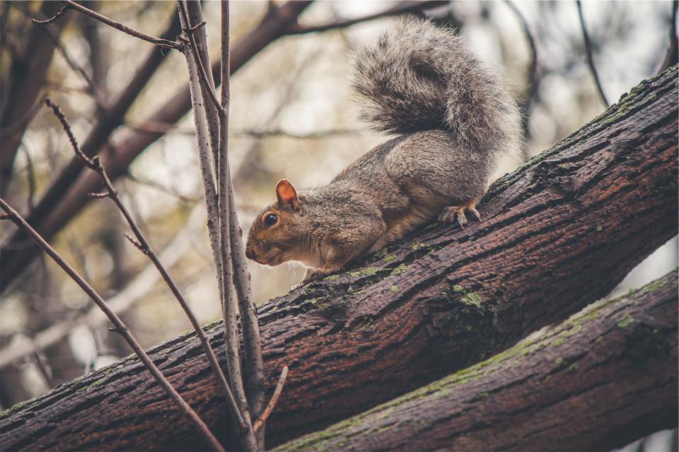 squirrel animal trees branches