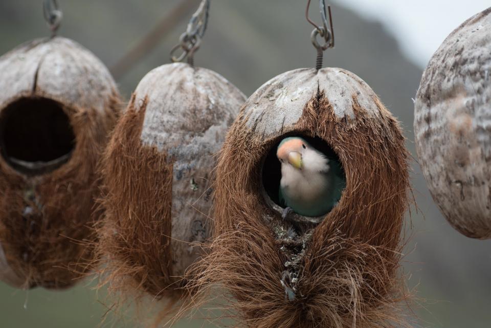 birds, fly, animals, nest, beak