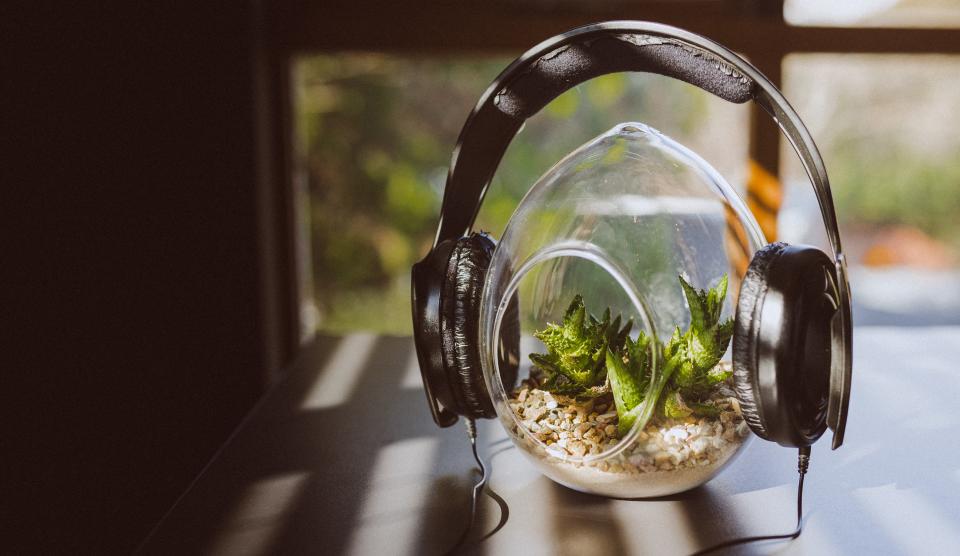 headphones peaceful plant green leaves music song vase