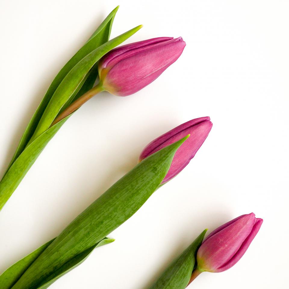 green leaf tulip flowers