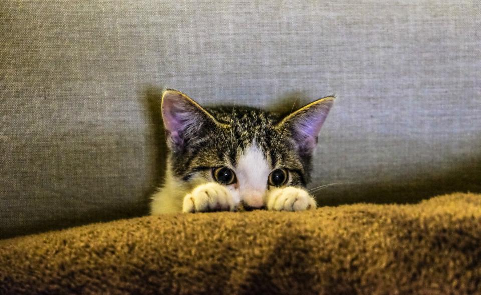 kitten, animal, pet, paws, scaredy cat, couch, sofa