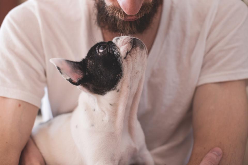 animals, dogs, domesticated, pets, eyes, muzzle, adorable, miniature, man, male, people, owner, love, pets, still, bokeh, family