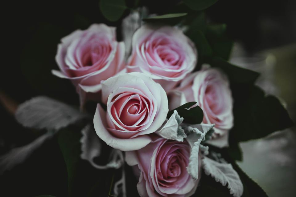 pink rose flower petals nature bunch bundle
