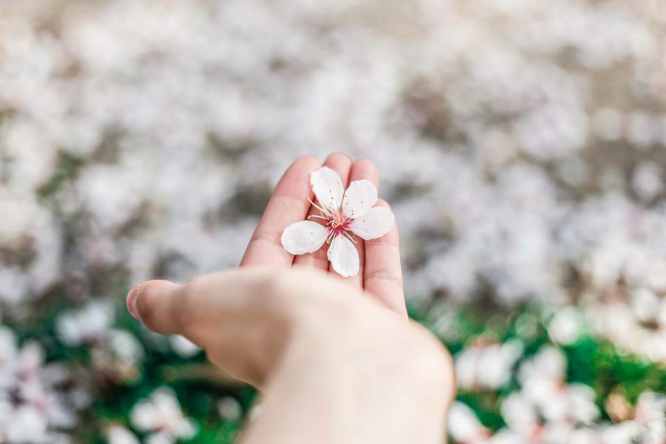 flowers, hand, palm, blur, bokeh, garden, outdoor