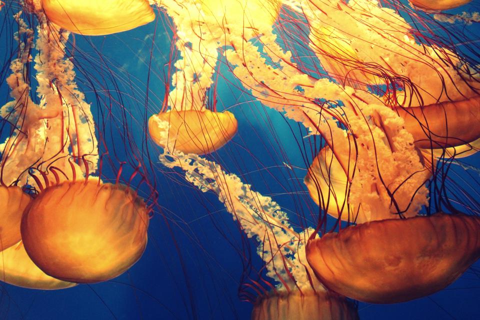 jellyfish aquatic animal ocean underwater blue water