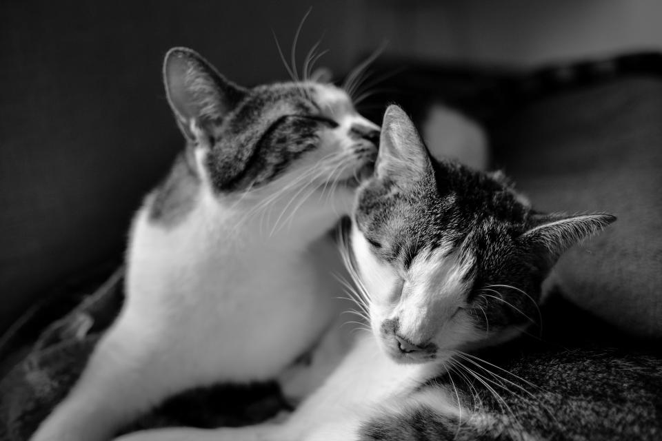 black and white cat pet monochrome house animal