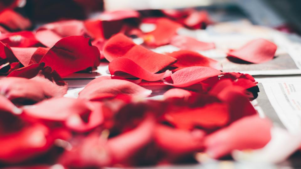 red petals rose flower