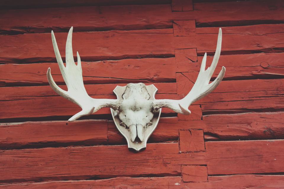 red wood antler skull