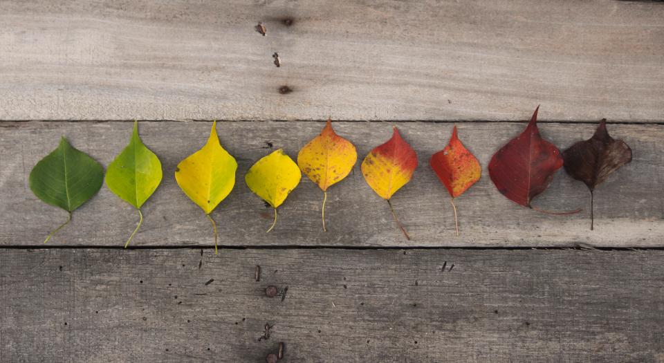 autumn fall colorful leaves nature background wood