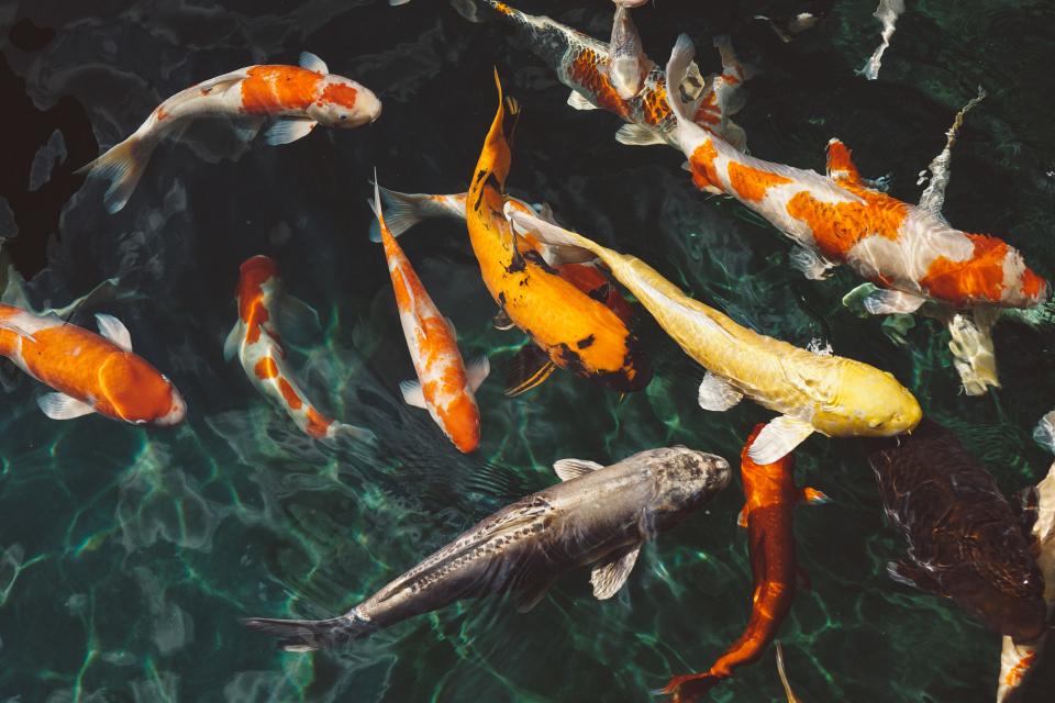 water, orange, white, koi, fish, underwater, swimming