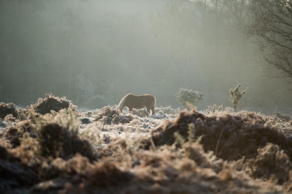 horse, animal, stem, grass, bokeh, trees, sunlight, sunshine, nature, plants, branches, fog