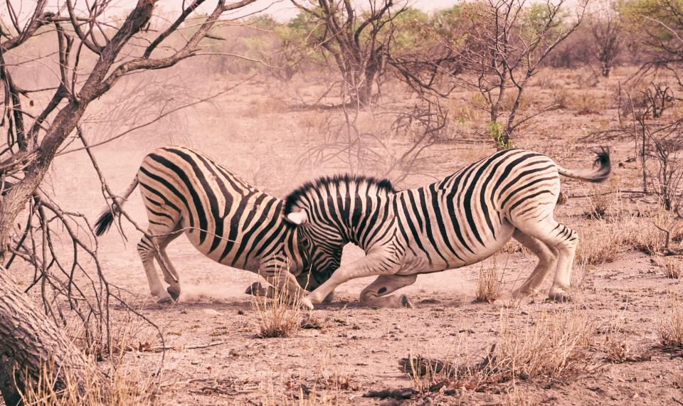 zebra, animal, wildlife, fighting, nature, outdoor, tree, branch, plant