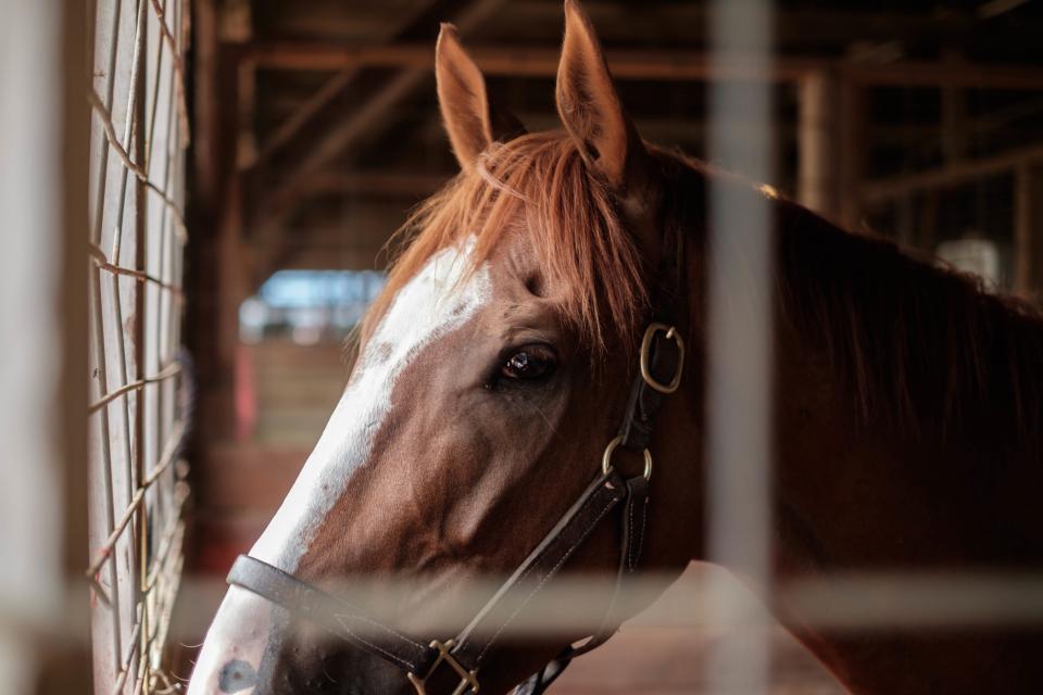 brown, face, horse, animal, cage