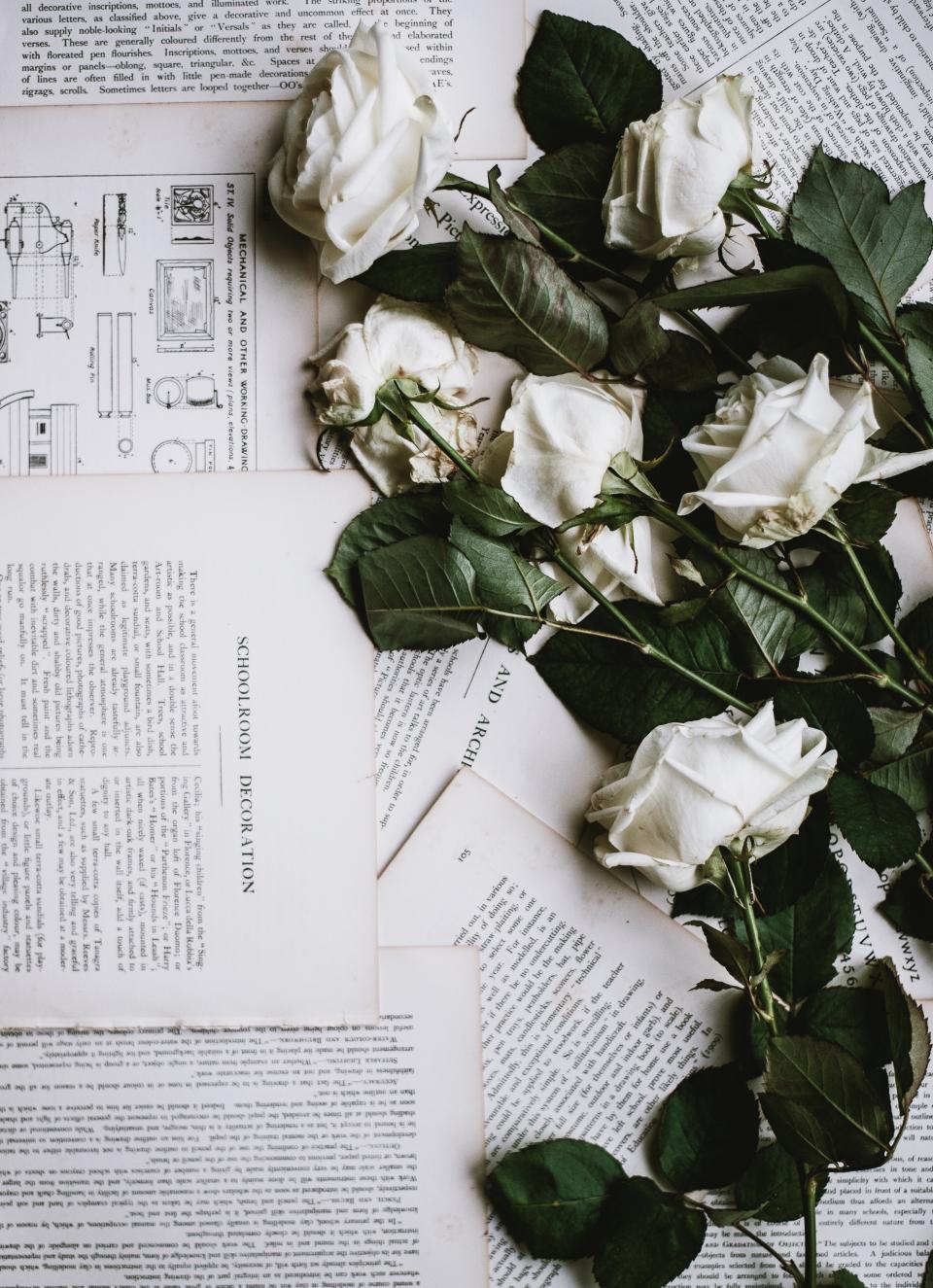 rose, white, flower, letter, leaf, decoration, book, paper, words, drawing