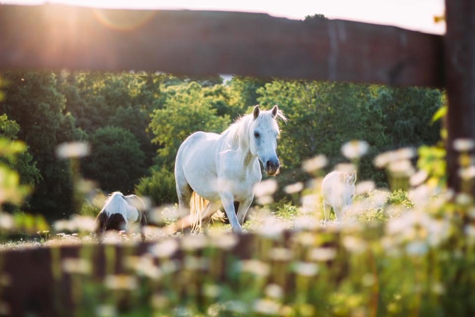 horse, animal, outdoor, trees, plant, nature, blur, sunrise