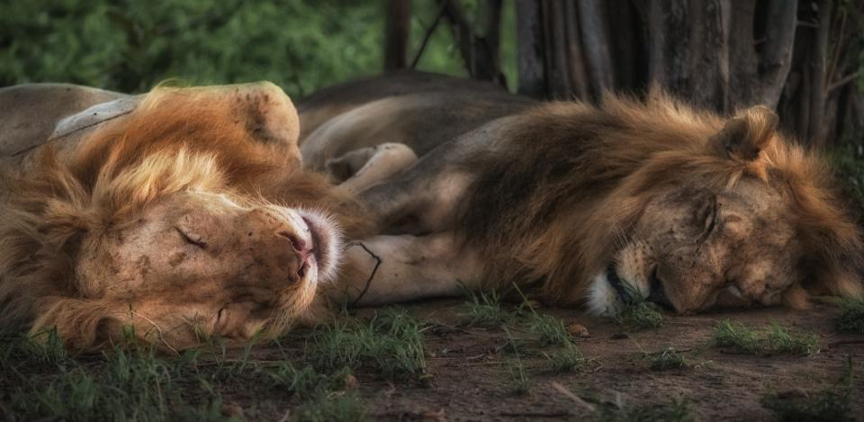 lion, tiger, wildlife, forest, woods, brown, cat, fur, sleep