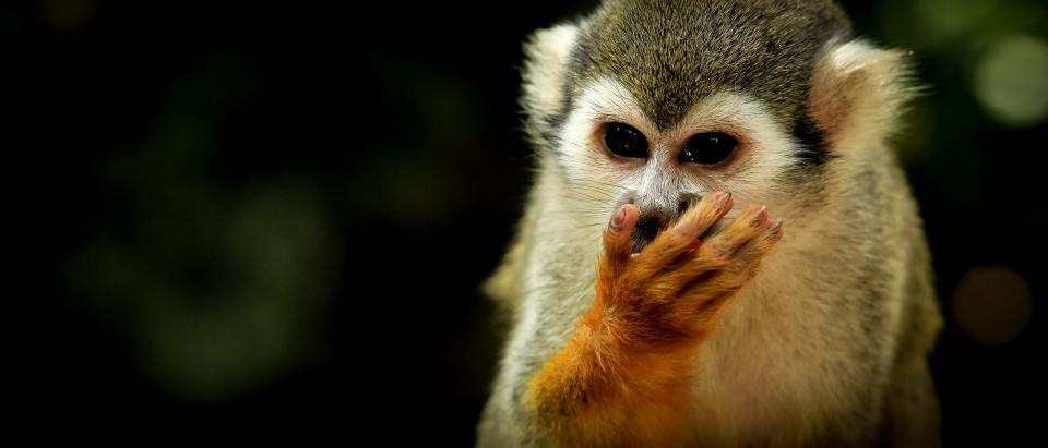 monkey animal wildlife squirrel