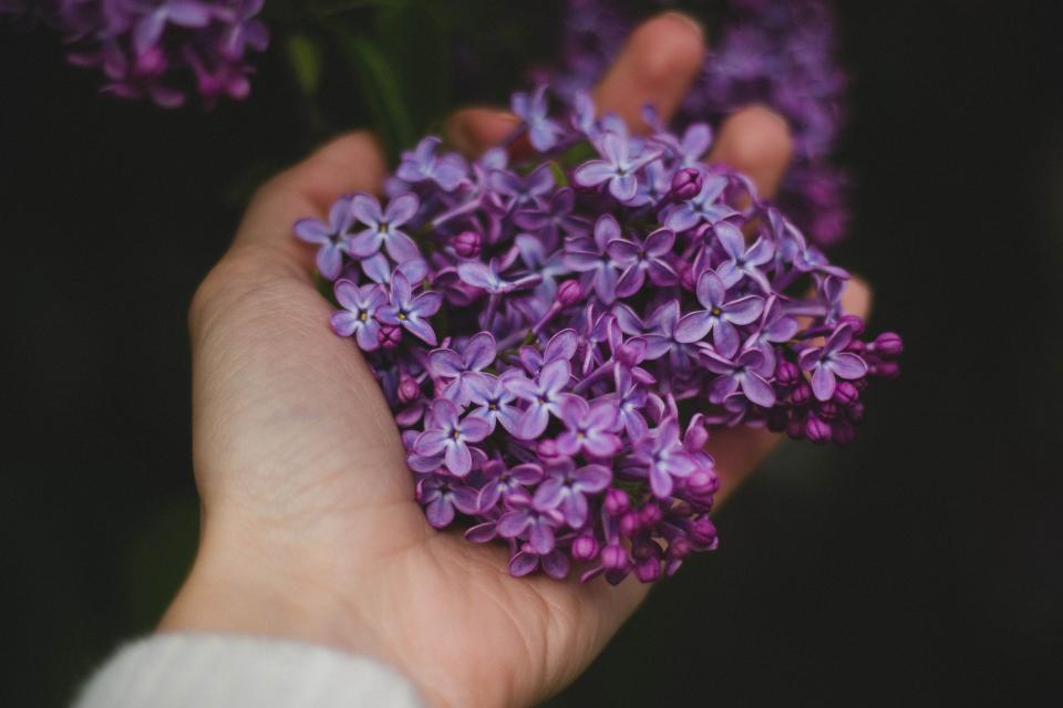 hand, palm, violet, purple, flower, petals, outdoor, dark, blur