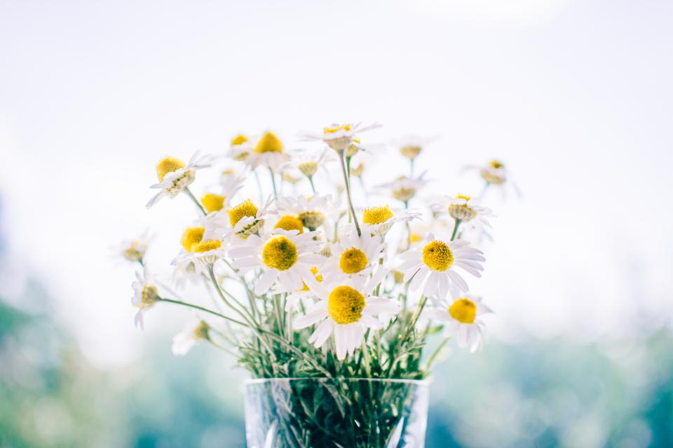 daisies, daisy, flowers, bouquet, vase, decor