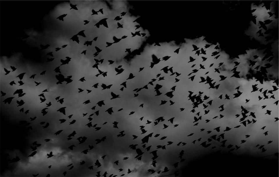 birds flock wings flying sky clouds black and white