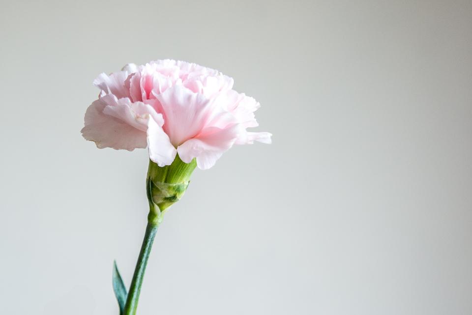 pink, flowers, bloom, petals, nature