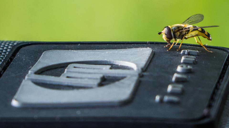 bee, insect, animal, steel, metal