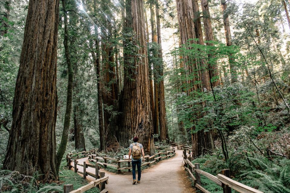 guy, man, people, trees, forest, woods, park, nature, path, trail, hiking, trekking, backpack, fork, sunlight, sun rays, sunshine, adventure, wanderlust